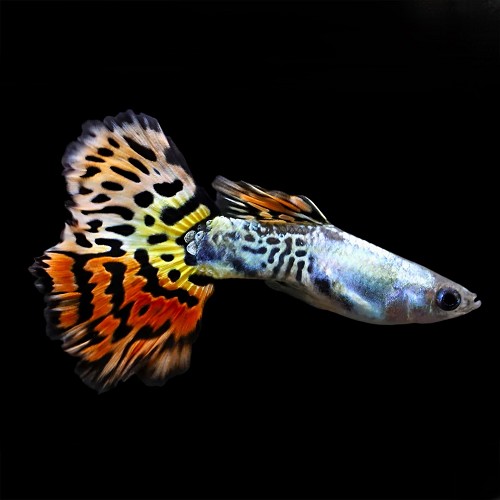Poecilia reticulatus, Lebistes reticulatus - Guppy leopard